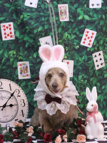 20250419桃ちゃん